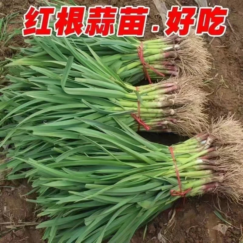 河南露天种植新鲜现挖红头蒜苗农家自种盆栽红头蒜苗3斤5斤