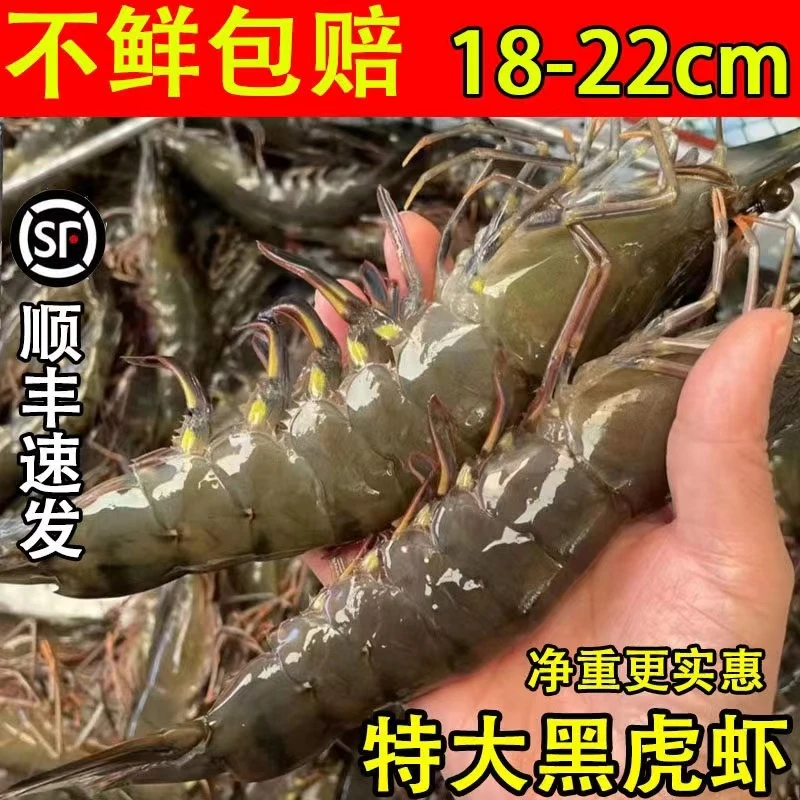 帅青岛当地大大黑虎虾一斤8-10只两斤半加半斤试吃到手三斤顺丰