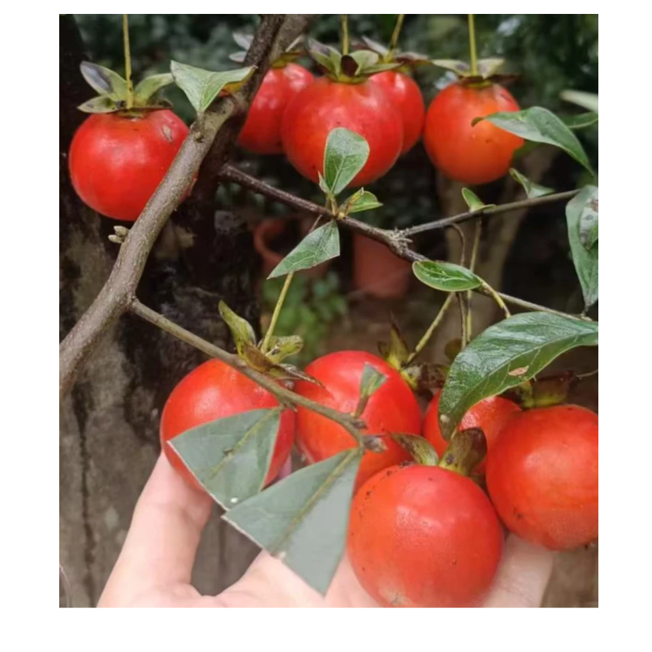 金弹子盆景观花观果庭院绿植四季常青