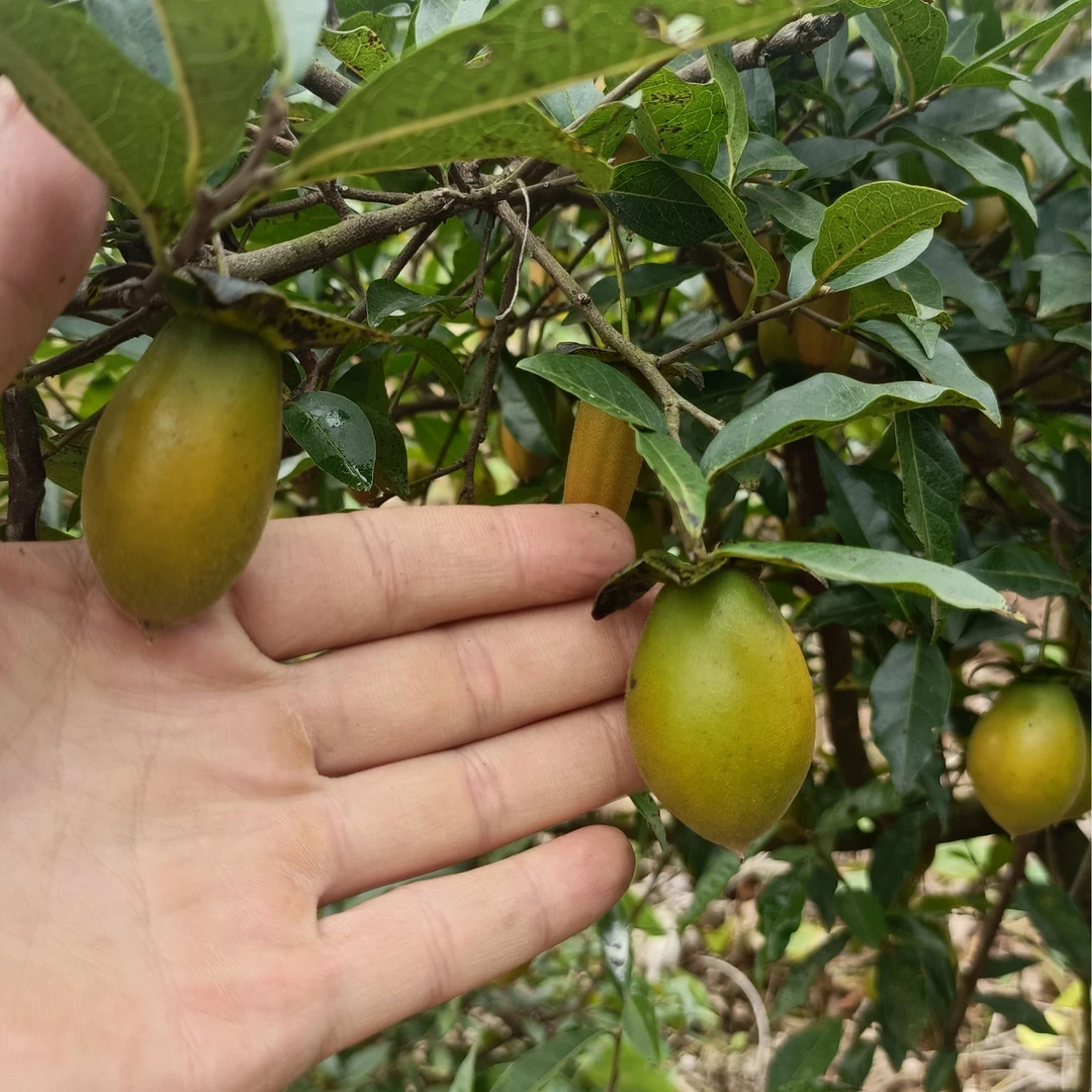 金弹子盆景生桩熟桩精品素材