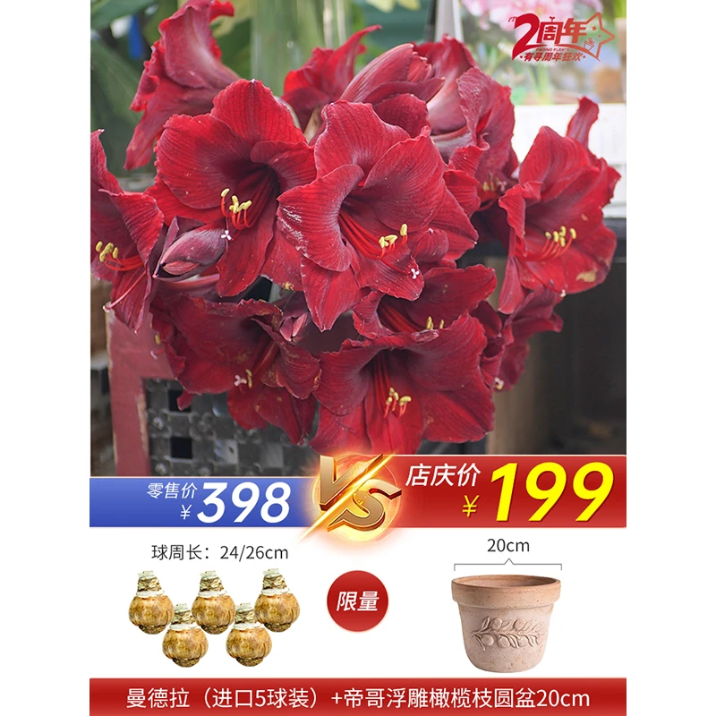 有寻店庆 帝哥+朱顶红进口种球 组合优选 蒂卡系列室内阳台庭院