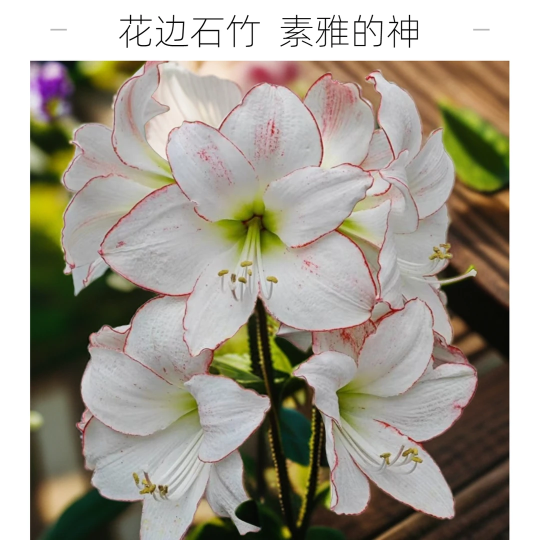 【有寻种球朱顶红基地】花边石竹 国产朱顶红自然球