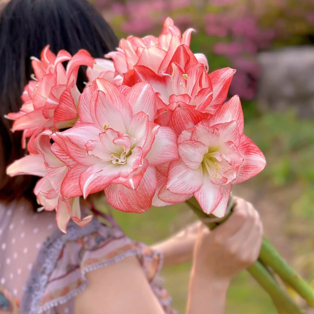 【阿涛专属】朱顶红 花孔雀 6+国产自然球重瓣 球根花卉爆花品种