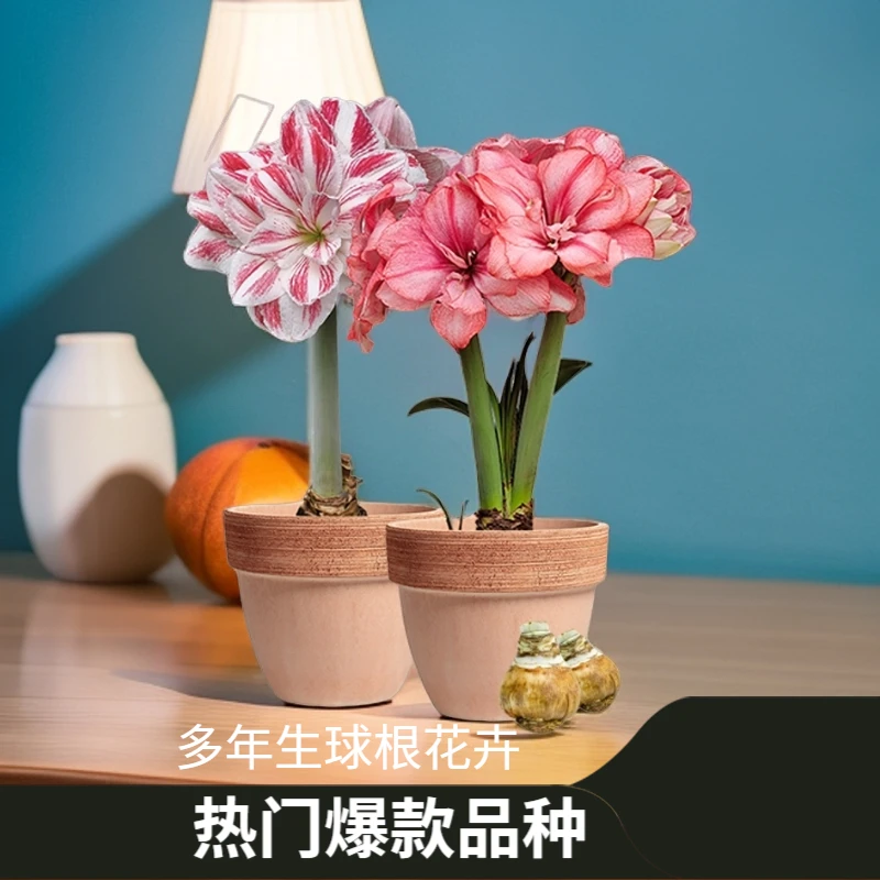 2024新球蒂卡系列进口朱顶红种球