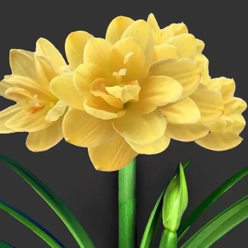 【常年开花】重瓣朱顶红种根盆栽花卉植物客厅绿植花卉大全好养活