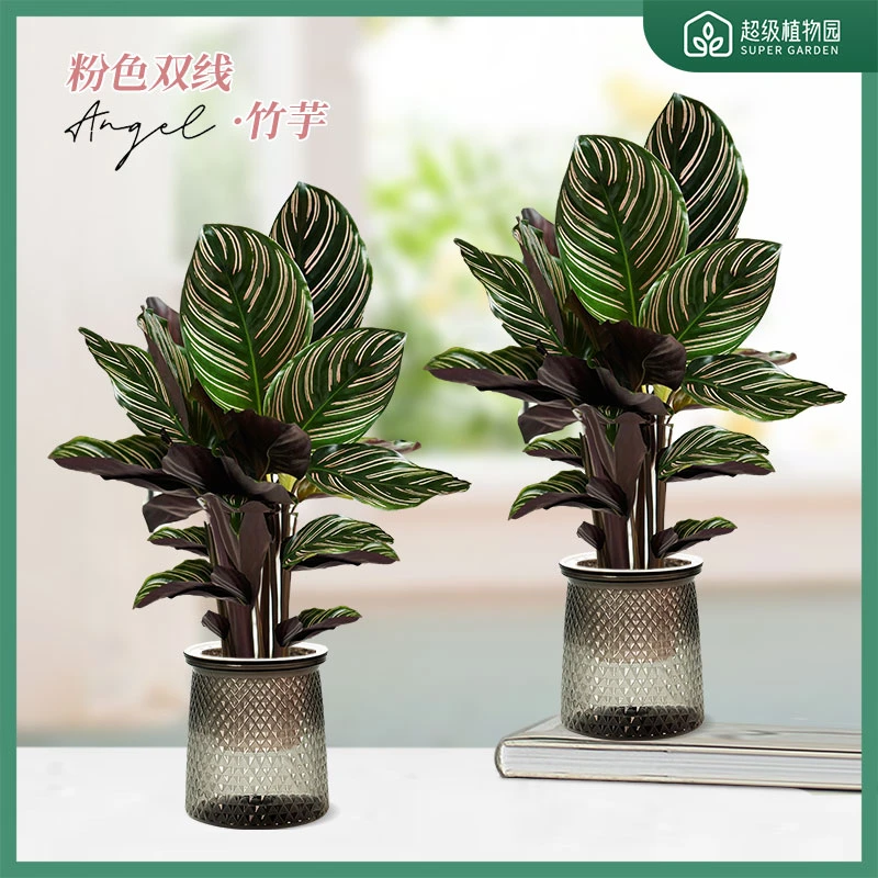 【拍一发二】双线竹芋办公室耐阴观叶植物室内客厅网红绿植盆栽
