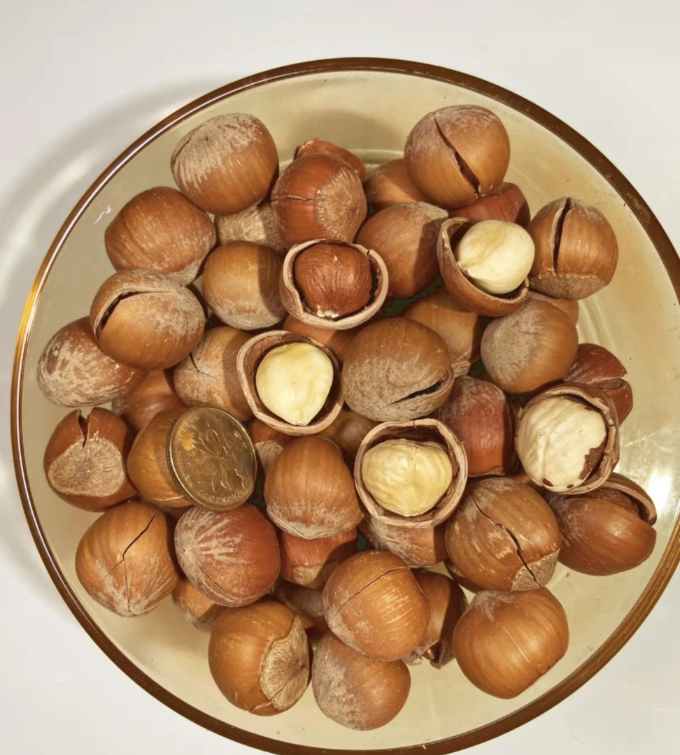 24年东北薄皮开口大榛子