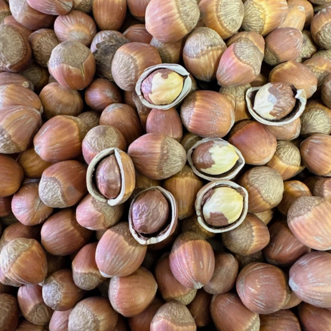 2024年达维大果榛子 现炒现发