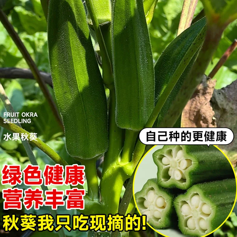 水果秋葵种子发芽丰富使用简单营养播种多汁果园富含新手成熟种植
