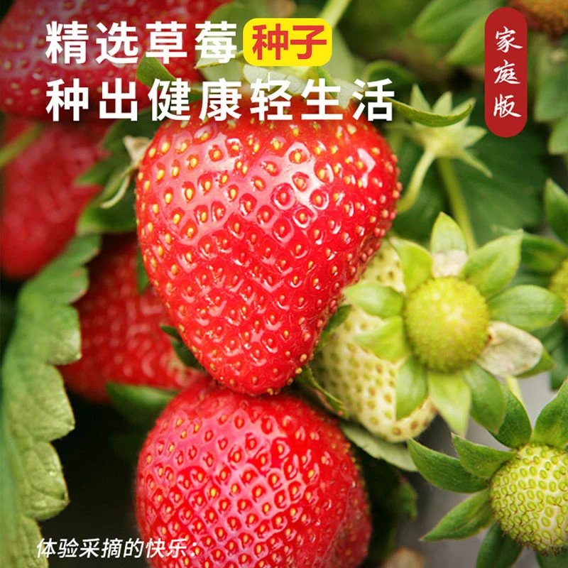 草莓种籽四季奶油草莓种子冬季子阳台室内外盆栽红颜籽种发芽多汁