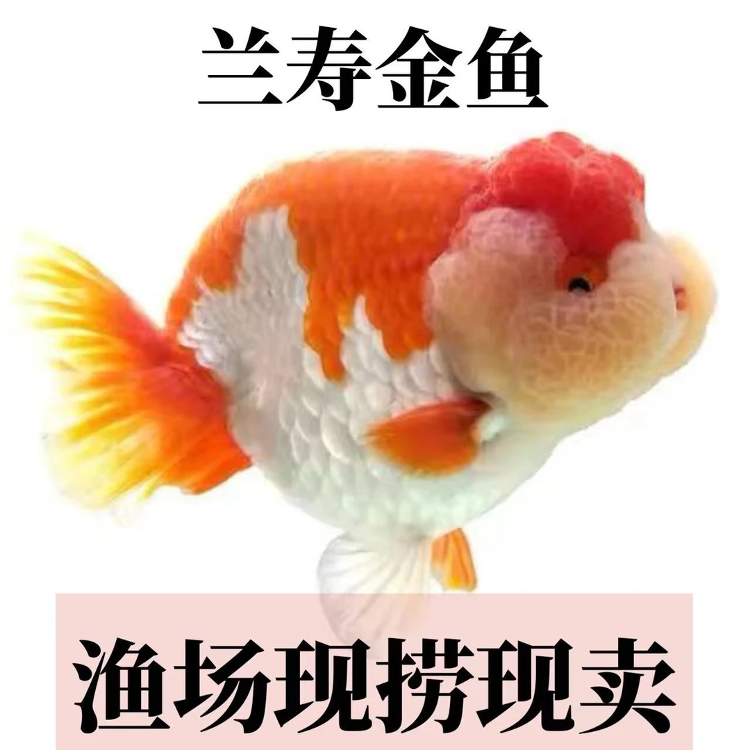 欣博兰寿金鱼 自选拍鱼链接【一鱼一价 私拍不发】图片仅供参考