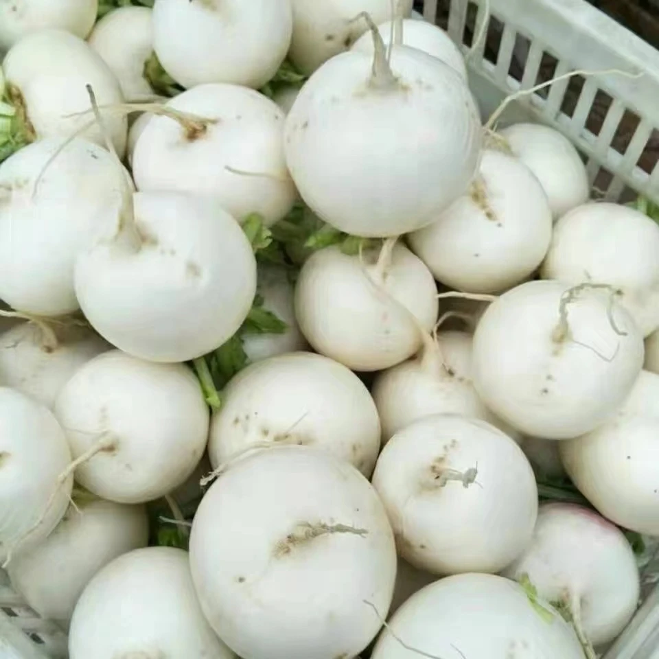 农家自种圆萝卜老品种新鲜现摘现发水分足