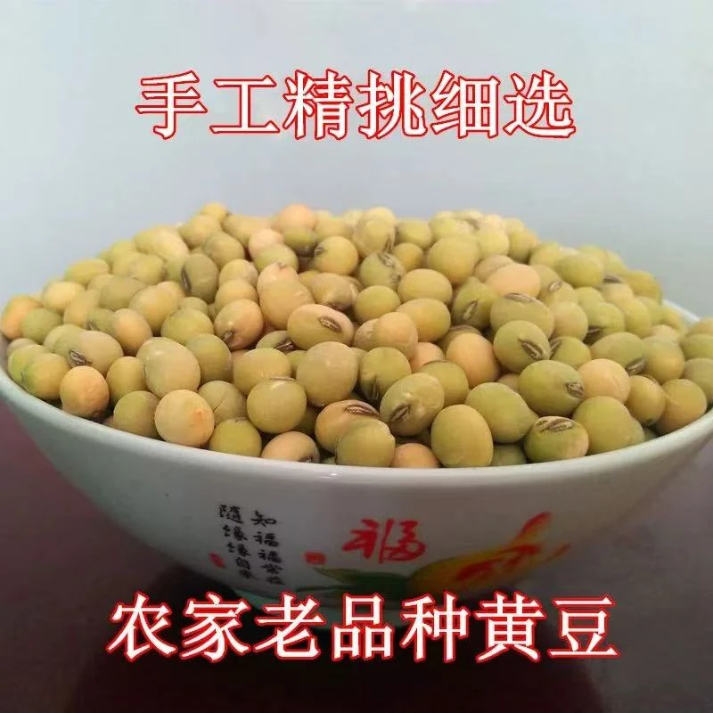 云南老品种土黄豆农家自种精选杂粮大豆