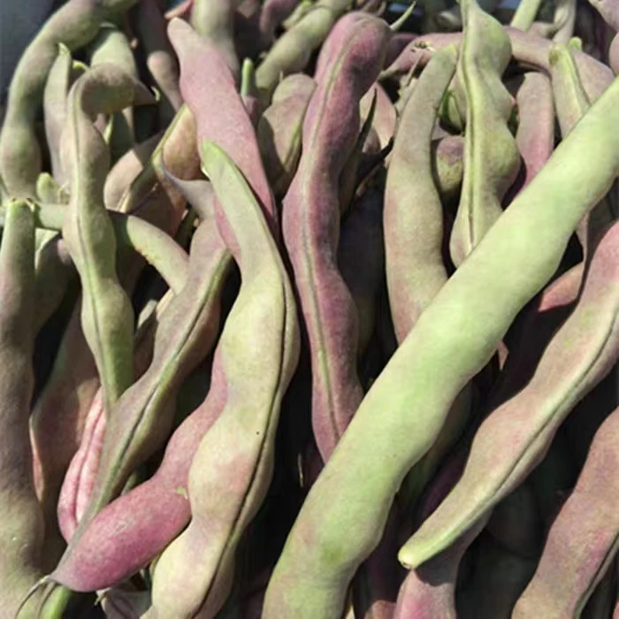 云南特产紫豆角农家新鲜蔬菜大紫袍油豆角芸豆冻死鬼扁豆