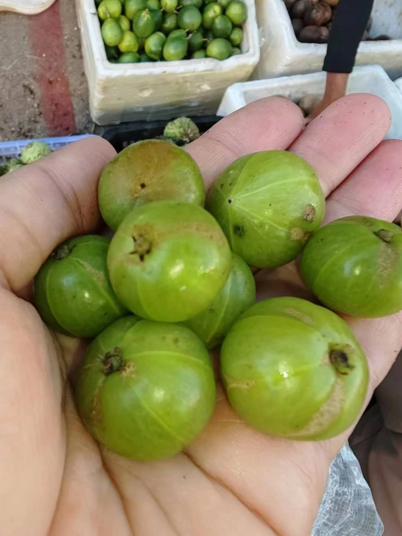 云南滇橄榄橄榄果青皮余甘油柑牛甘果新鲜特产水果酸果泡酒