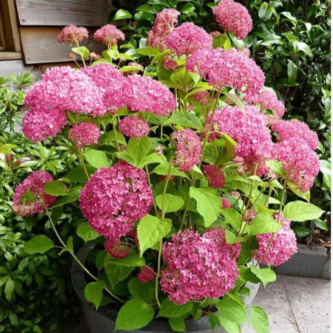 粉色无敌贝拉安娜 绣球盆栽耐寒耐热阳台庭院乔木绣球