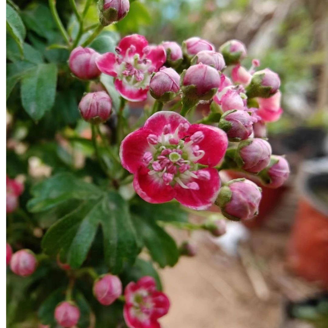 红花山里红造型老桩单瓣重瓣红花冬日本不落室内花卉盆景庭院地景