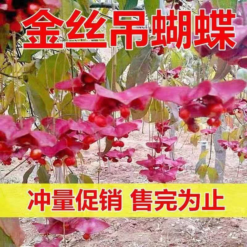 纯正金丝吊蝴蝶促销室内盆栽变红庭院地景种植耐寒南北方适宜阳台