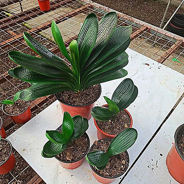 长春精品君子兰立板油匠圆头麻脸珍珠短叶彩兰吸甲醛防辐射包邮