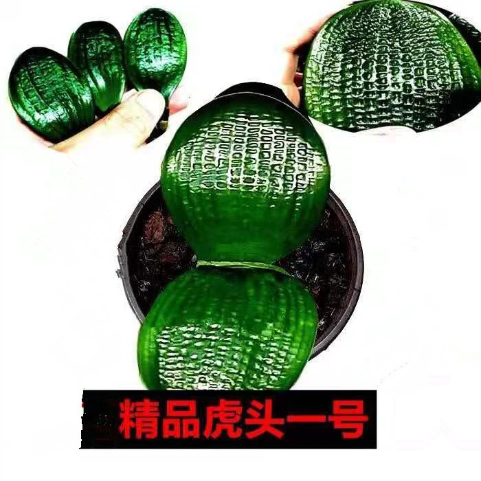 长春精品君子兰虎头短叶坑纹宽叶圆头立板厚室内绿植国兰包邮盆栽