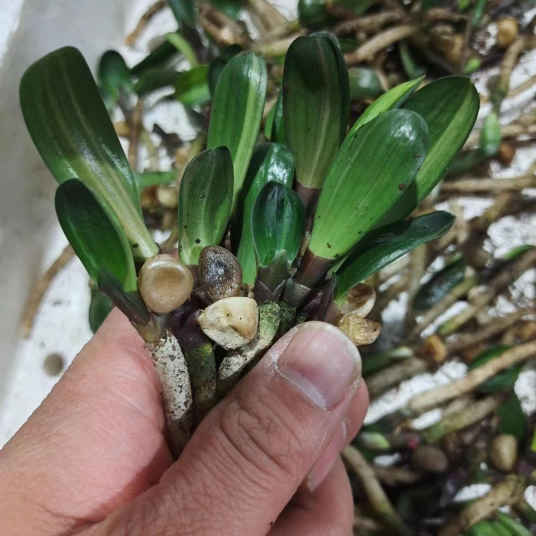 长春精品君子兰彩兰室内绿植盆栽吸甲醛国兰包邮