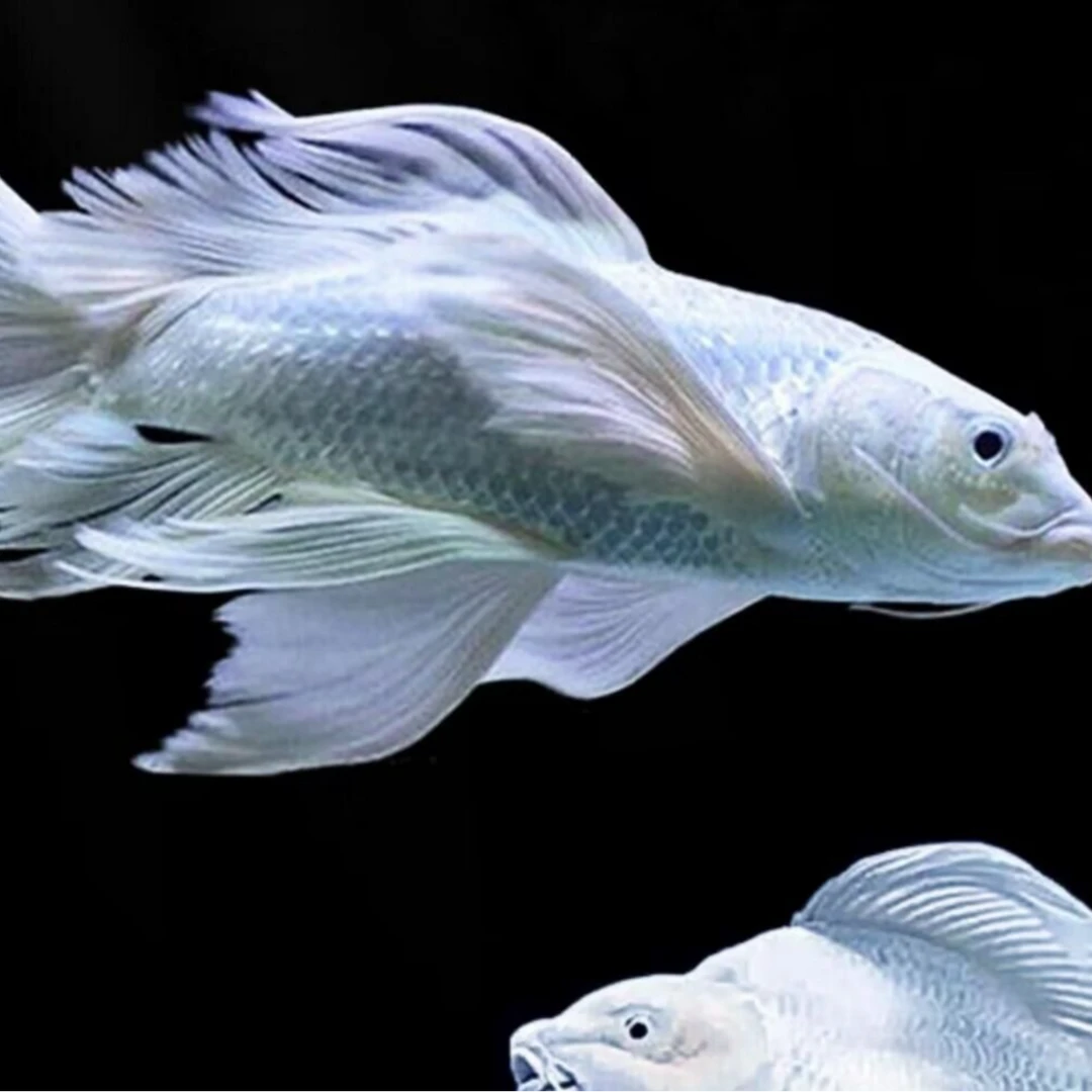 蝴蝶鲤观赏鱼活鱼大鳍长尾短身台湾纯种球体红色冷水锦鲤鱼苗11