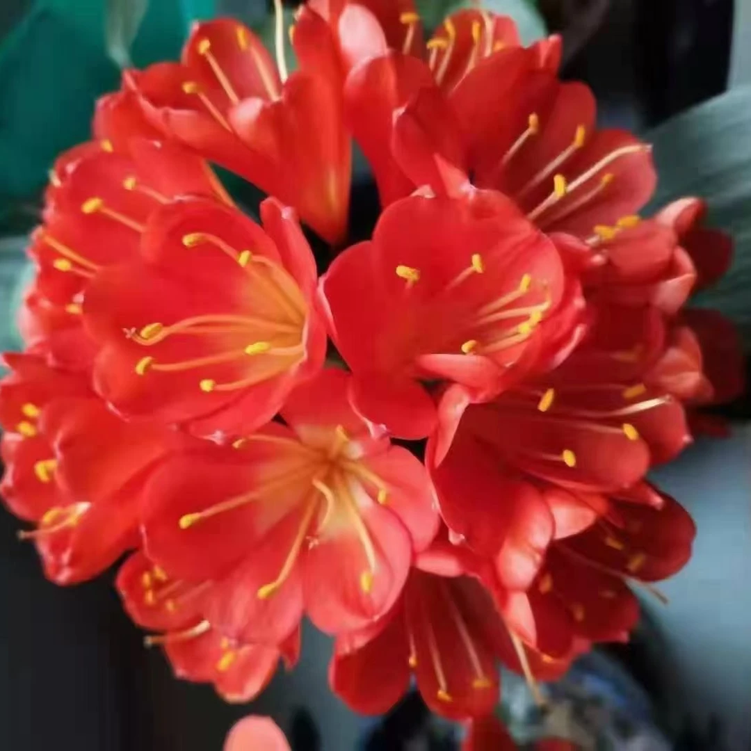 红秀球君子兰花苗 一片叶以上