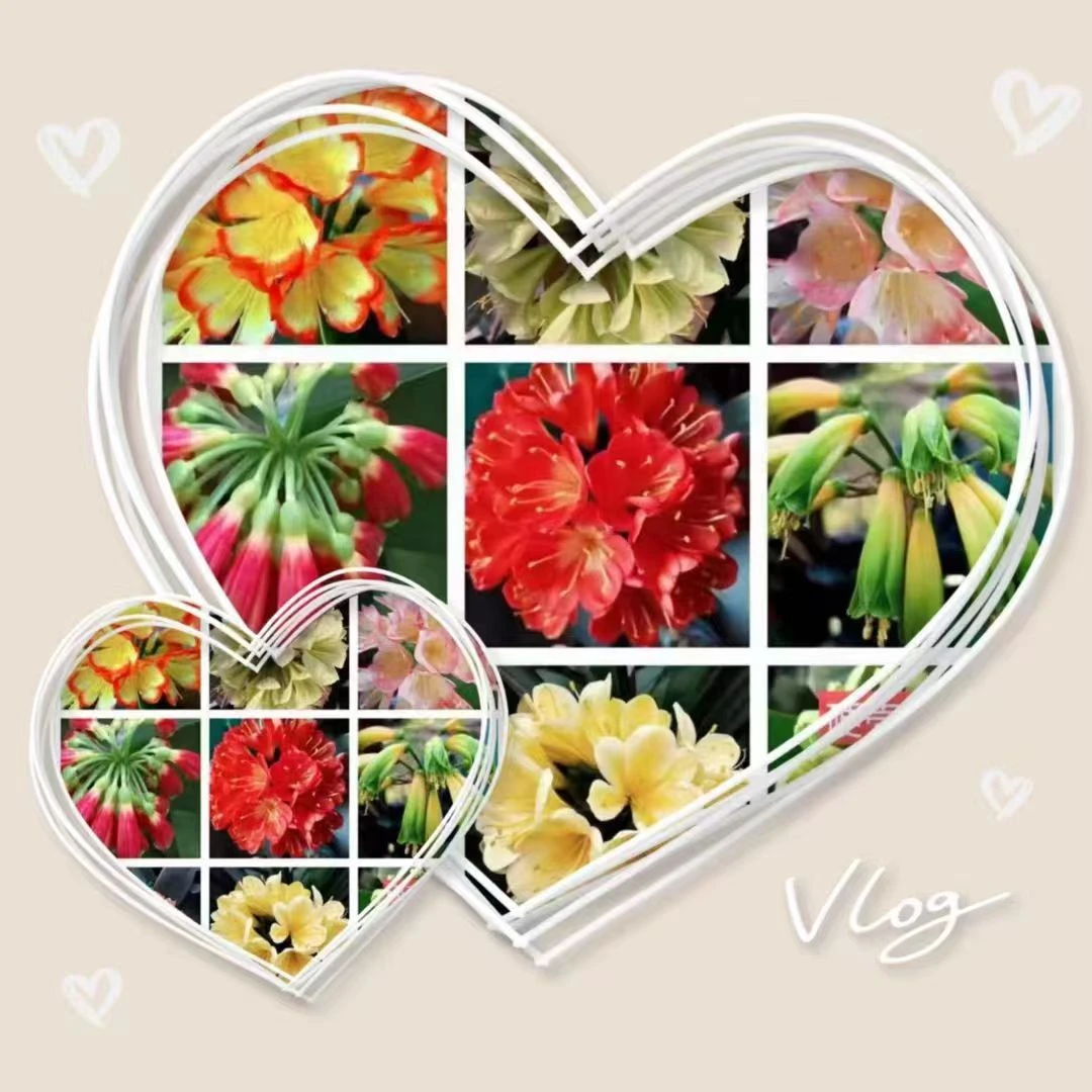 君子兰8号以直播间为准