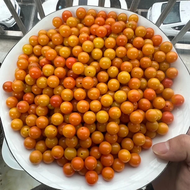 菩提根散珠橘黄番茄色系菩提圆珠卡12mm