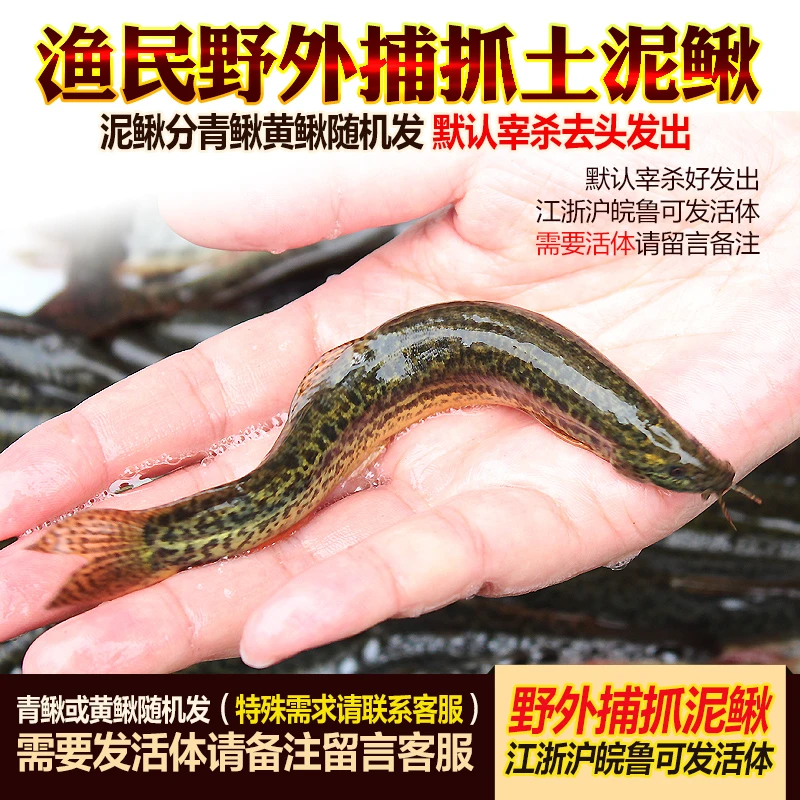 苏北青鳅圆鳅 黄鳅板鳅 正宗土泥鳅活发渔民现捕鲜活体现杀新鲜