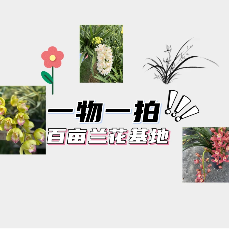 【一物一拍】蕙兰清香型室内高端绿植基地直发年宵花开花养兰发货