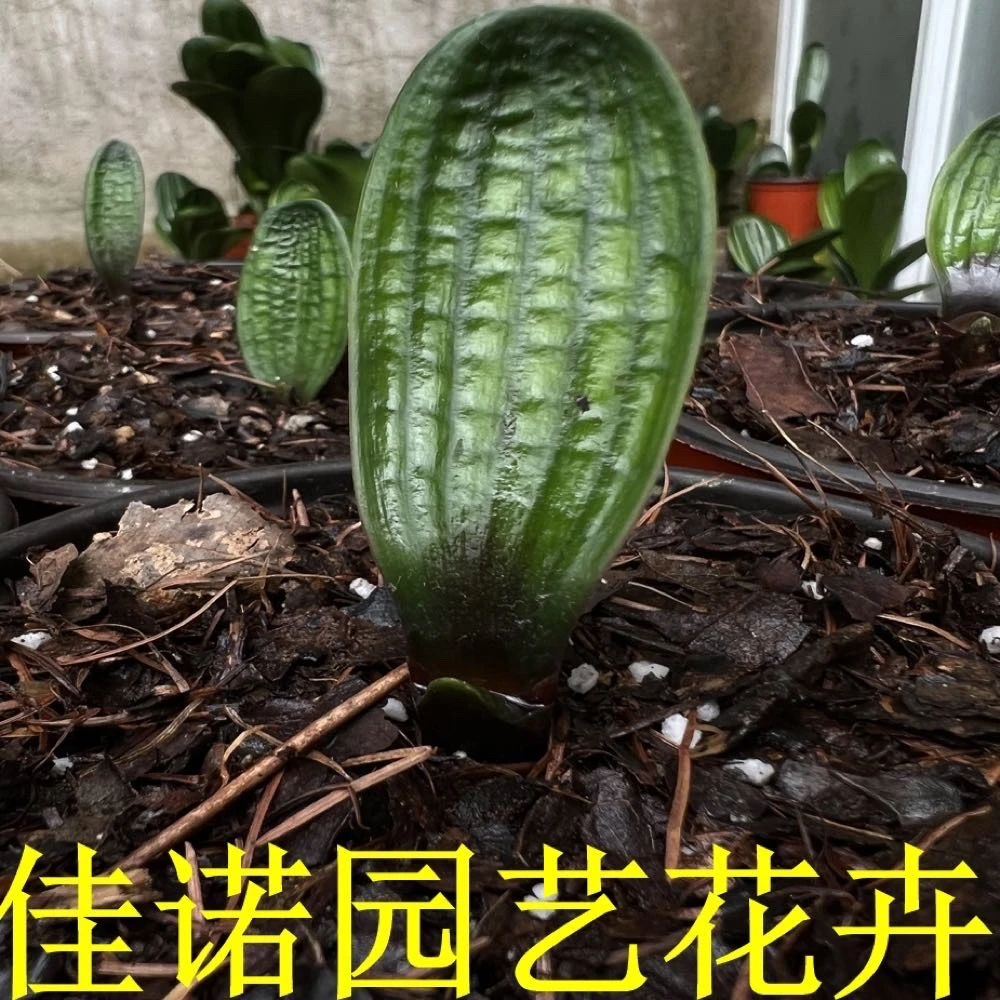 君子兰花卉一物一图 裸根发货