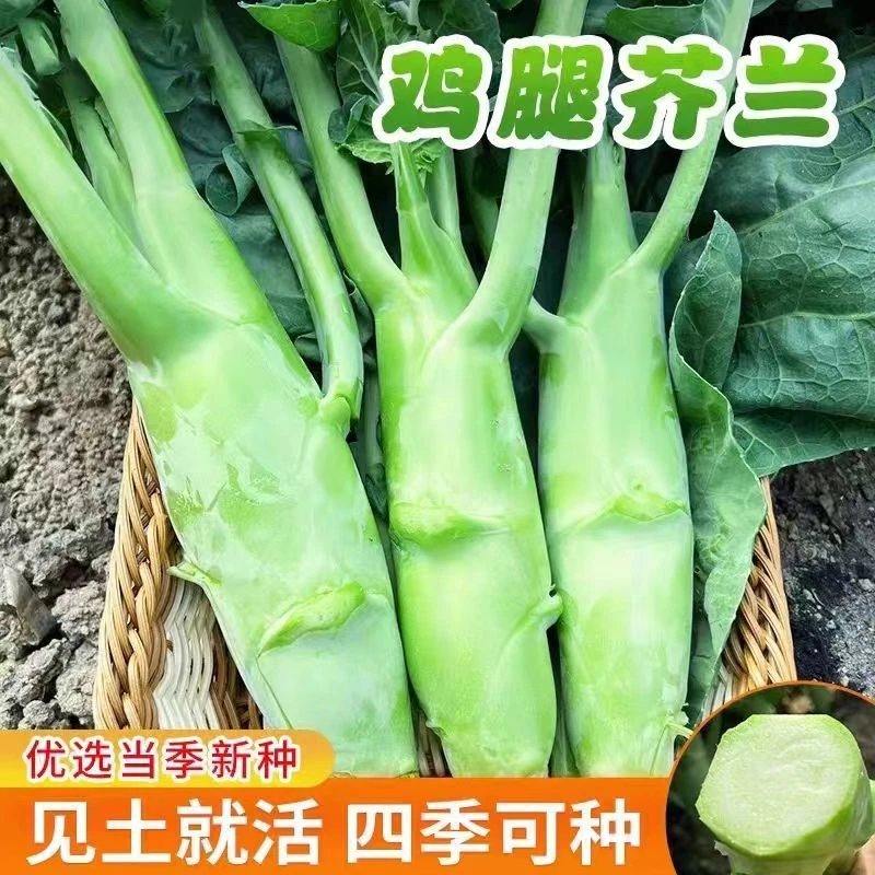 鸡腿芥兰苗秧苗芥蓝苗大芥兰菜秋冬蔬菜苗盆栽阳台莴苣西兰花包菜