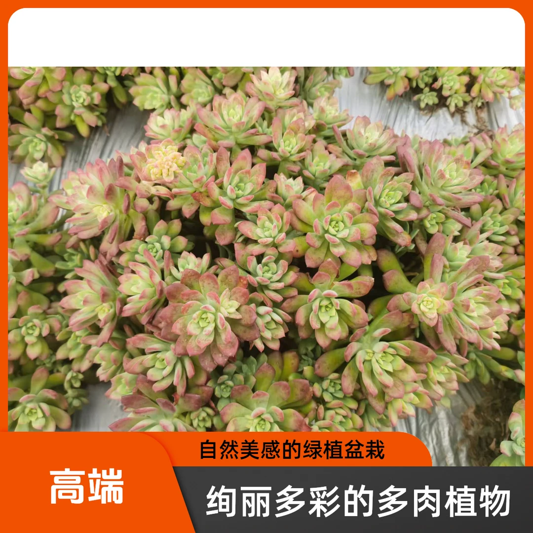 红稚莲多肉植物好养基地直发