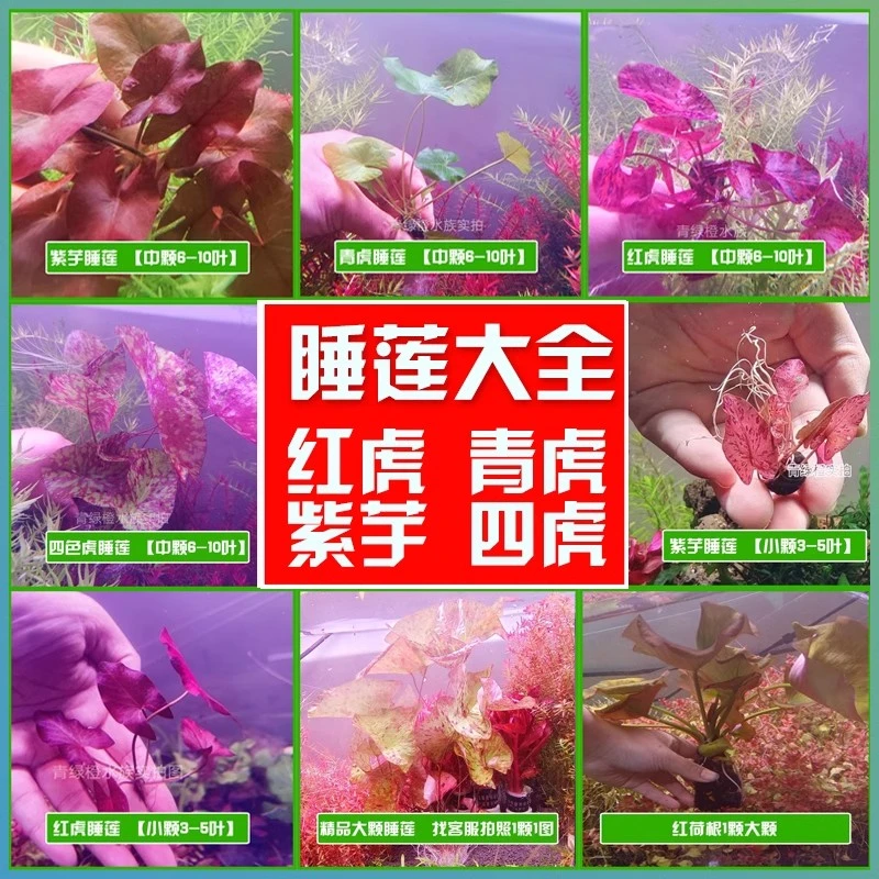 L睡莲红虎红荷根青荷根青虎斑紫芋四色青虎大香菇香蕉草鱼缸水草