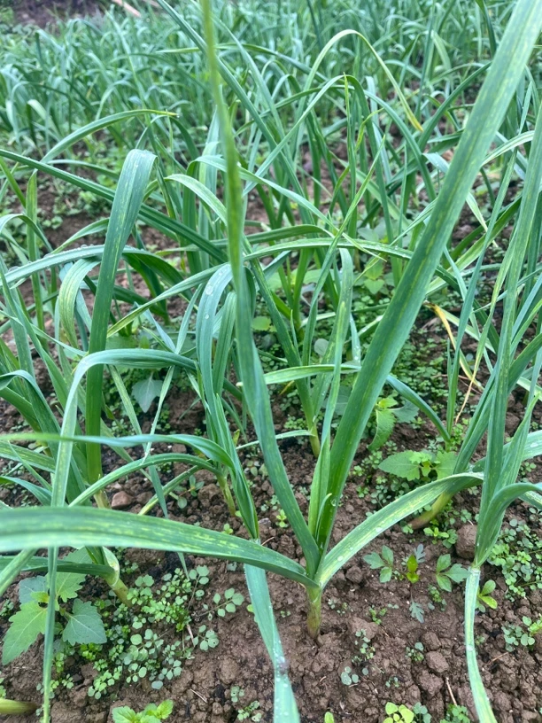 农家本地大蒜苗（自留种）