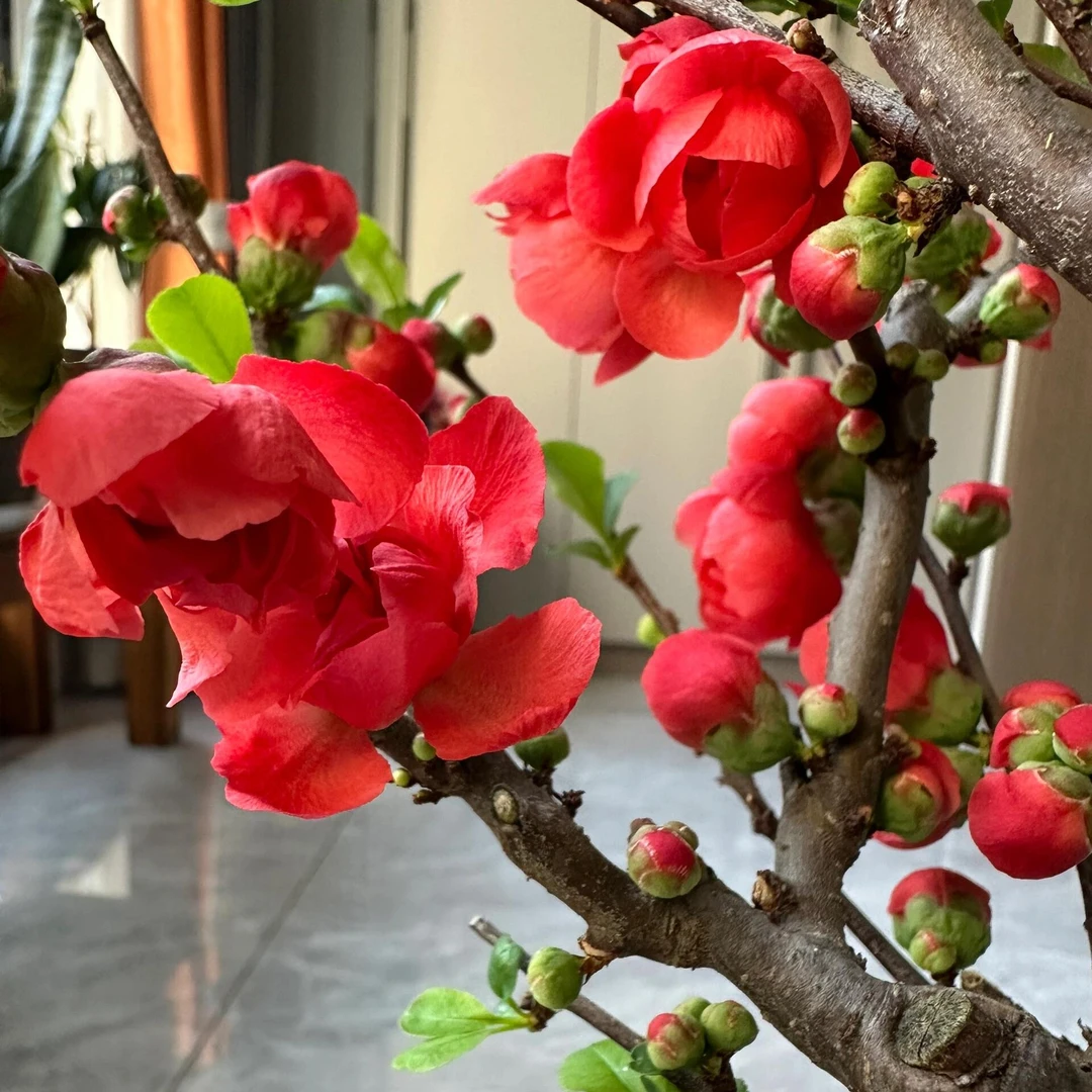 梦绘卷海棠花大红色耐寒盆栽庭院阳台观花植物