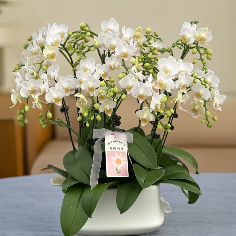 【妃子笑】【国卿精品蝴蝶兰 】懒人花 室内花卉 花期长