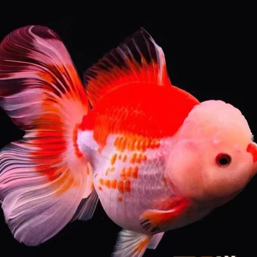 鱼塘养殖直发金鱼观赏鱼珍珠鎏金国狮泰狮元宝狮顶红兰寿包邮包活