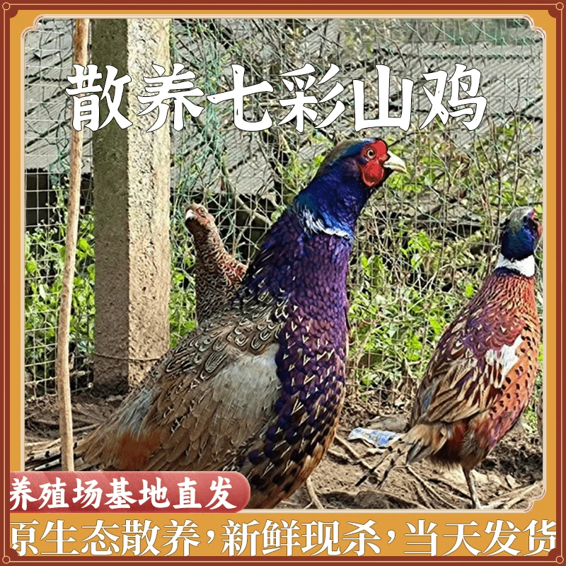 七彩野山鸡真空包装土鸡肉新鲜现杀农家散养冷链包邮山鸡