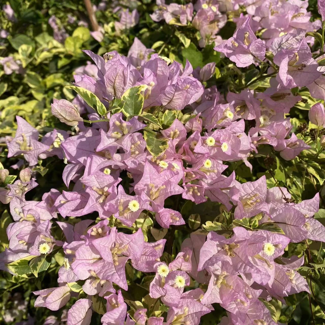 佰梅园 金边丽娜三角梅扦插袋苗