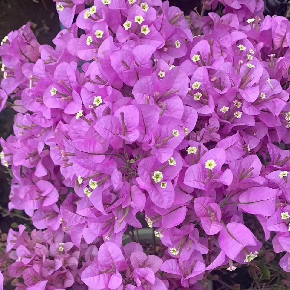 佰梅园 巴西紫三角梅扦插袋苗