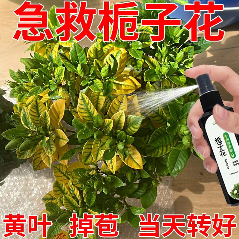 栀子花营养液专用急救黄叶掉叶掉花苞液体肥料助生长叶增绿促开花