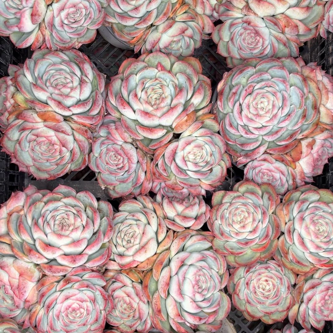 云舍多肉精选编号0926-三头起发