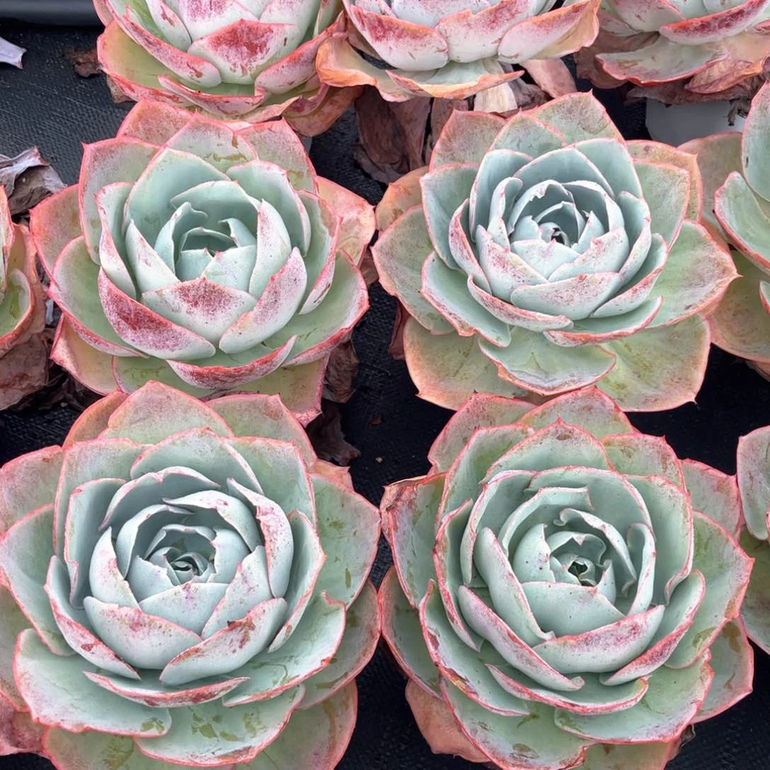 云舍多肉精选编号0920-达芬奇