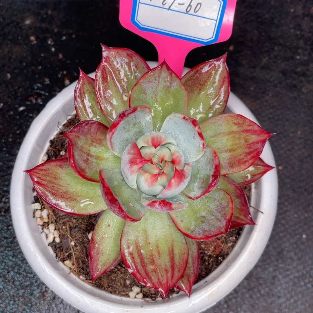 云舍多肉精选编号1027-60