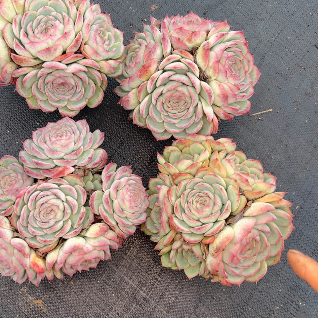 云舍多肉精选编号1026-侧影120