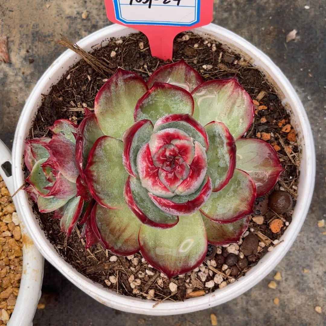 云舍多肉精选编号1031-24