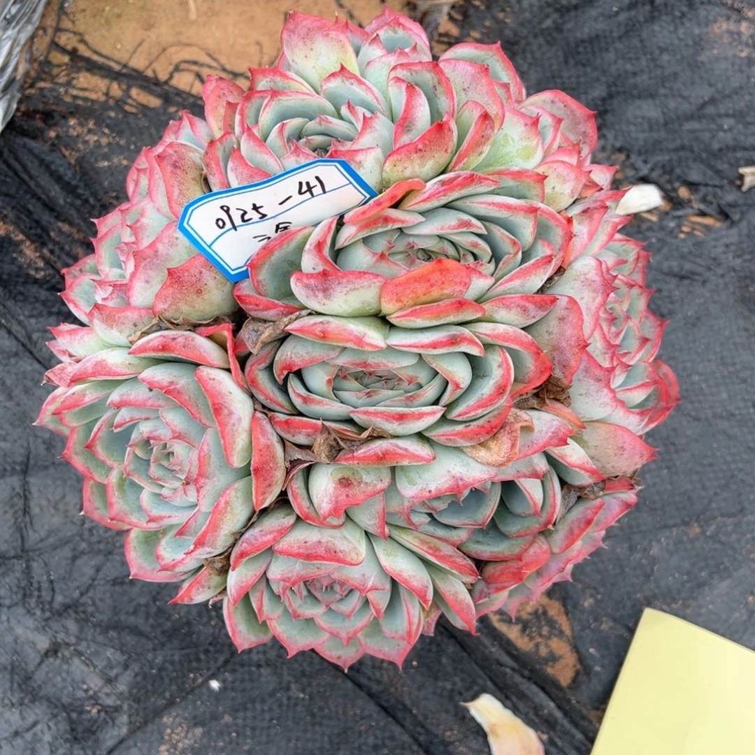 永****姐云舍多肉精选编号0925-41