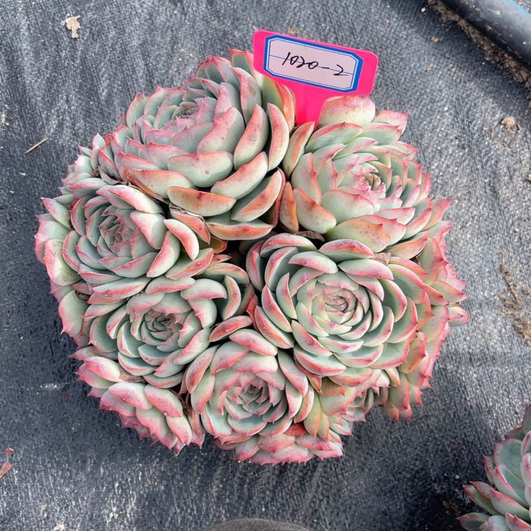 雀**妈云舍多肉精选编号1020-2